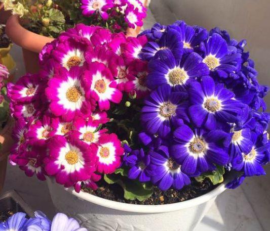 这花10块钱买3盆, 能开一冬天, 想养死都难!