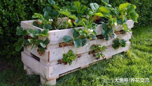 废弃的木制托盘变成一个草莓园, 没有病虫侵扰, 硕果累累