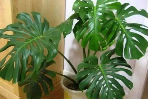 这几种植物浇水再多也不怕, 得赶紧养起来啦!