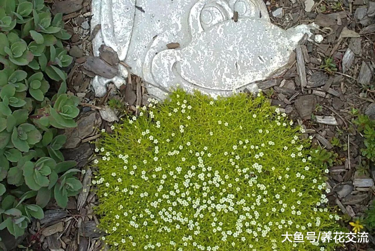 下面这些匍匐在地面生长的植物, 认识一两种就算你厉害了