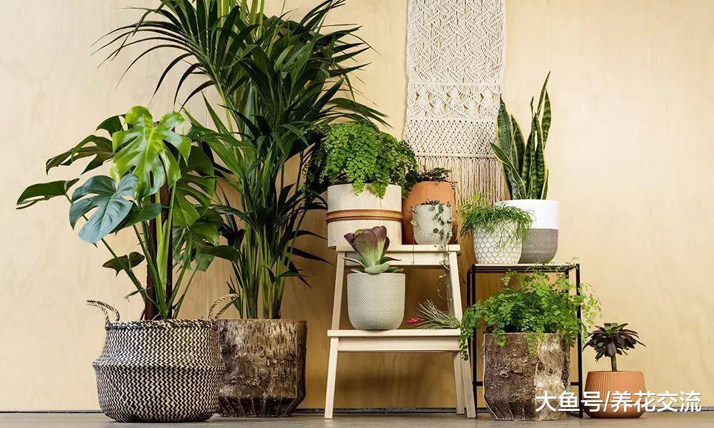 没有光照植物也能生长么? 灯光要给多少才能让植物健康生长