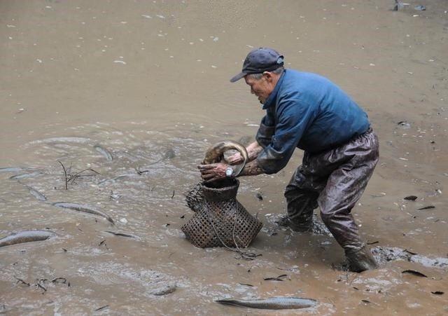 农村这样抓鱼不用钩, 轻松抓起一堆鱼, 看的人心里跃跃欲试