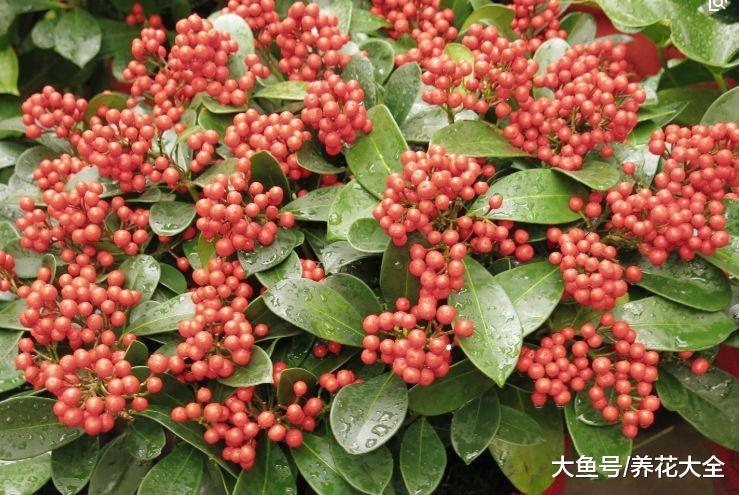 巴掌大一盆花, 却能结果上百个