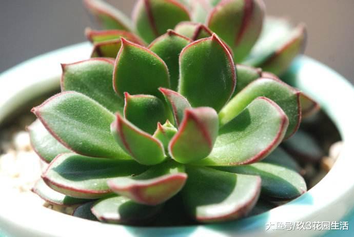 家居养花之多肉植物——丹尼尔