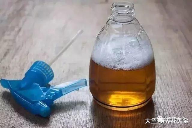 浇水时兑点料, 虫子全死光, 花越长越旺!