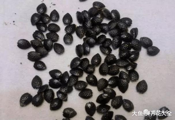 百香果自家阳台就能种, 一分钱不用花, 比买的还好吃!