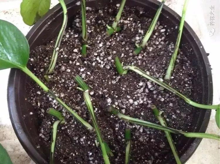 这花千万别花钱买, 剪个枝来扦插