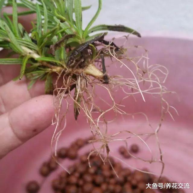 用这种颗粒土扦插繁殖迷迭香枝条, 随便剪一段都生根, 不会烂根