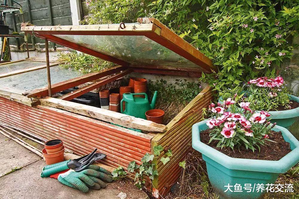 修剪植物剩下的枝条不要丢, 做好这4点, 直接插在土壤中就能活