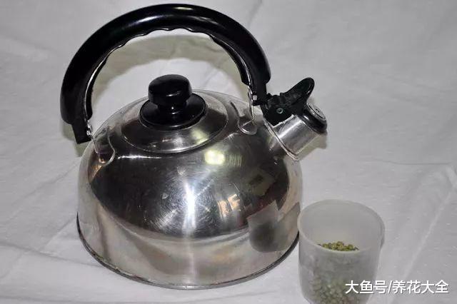 几粒绿豆, 一把热水壶, 3天发出无毒绿豆芽!