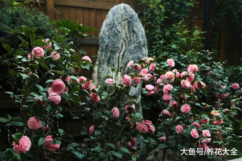 北方的大雪天, 她院子却开满花, 南方人看了都羡慕!