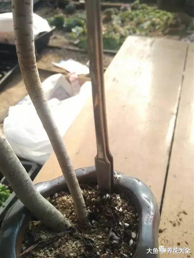 多肉老桩换盆, 只需1根镊子1把毛刷, 茎干越长越壮实!