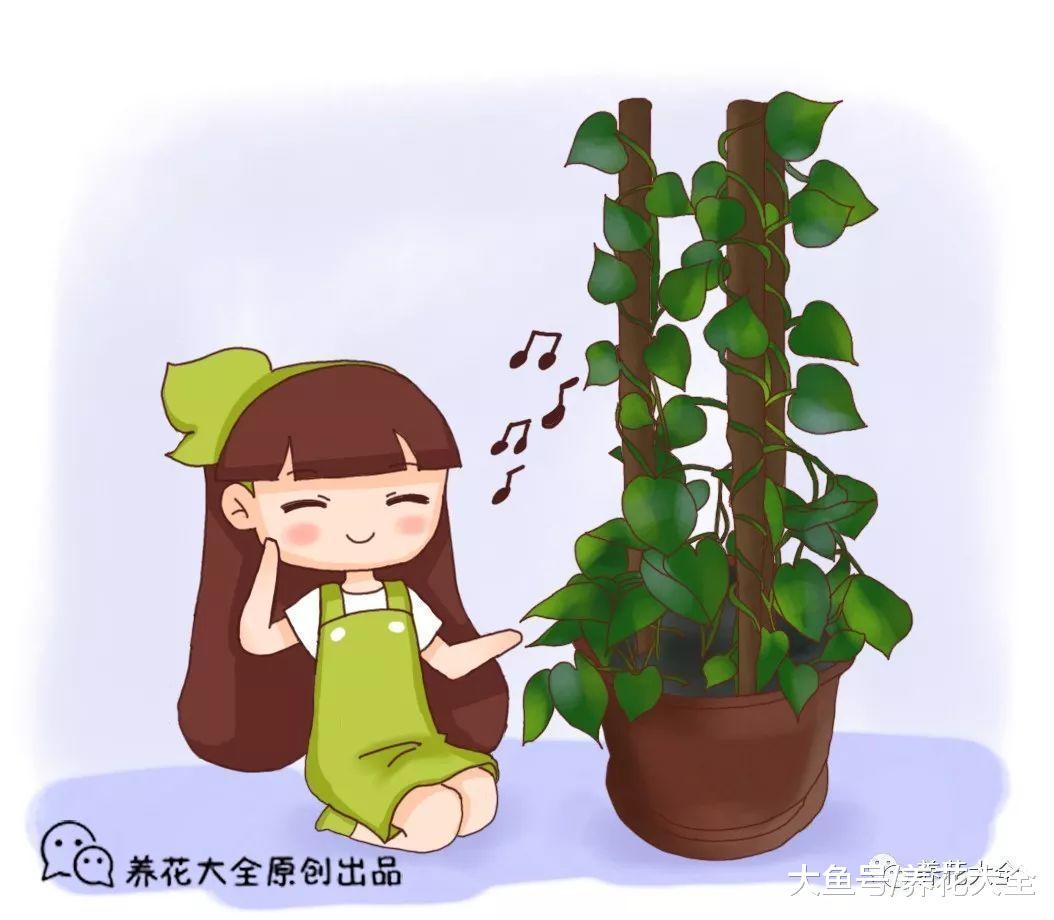 往绿萝盆里插上3根棍, 10天养成绿瀑布, 再也不羡慕绿萝柱!