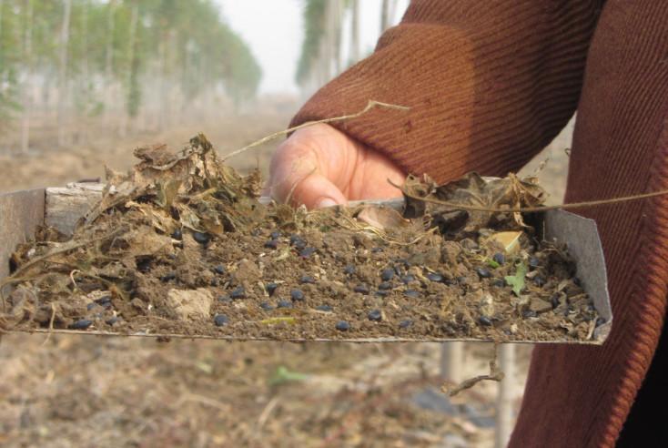 农村大娘地里专找一种“黑豆子”, 一找就是一天, 真的值得吗?