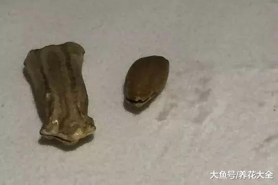 阳台种1棵葫芦, 1根藤上挂了7个娃, 细腰大肚惹人爱