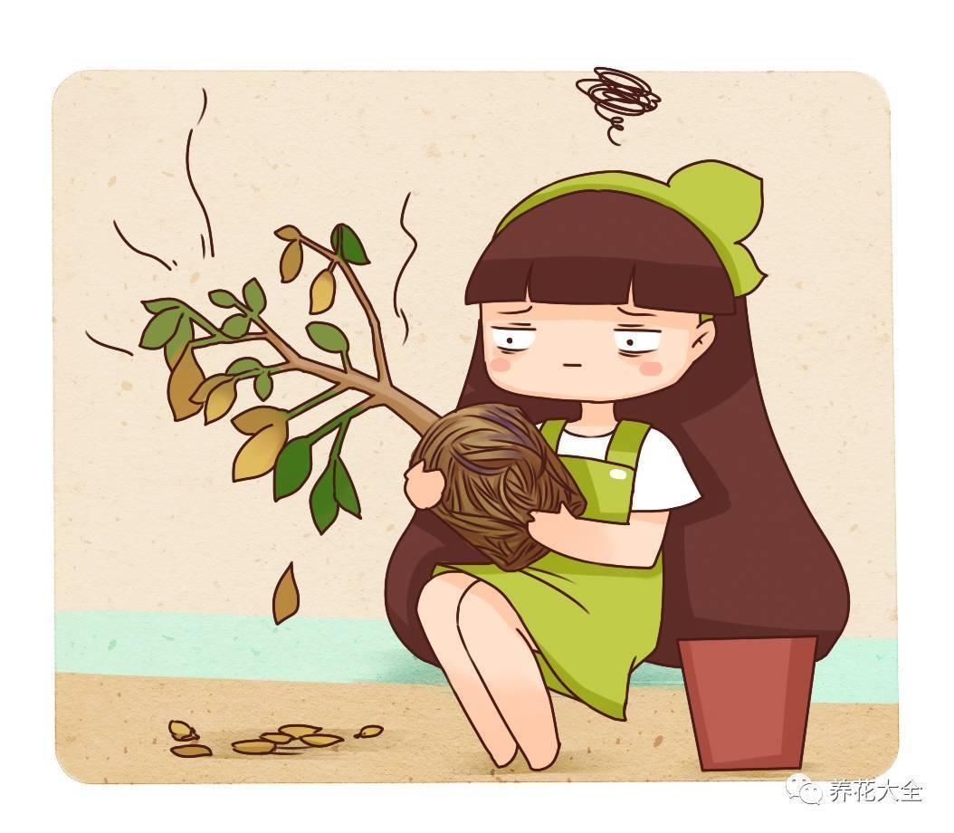 1根小吸管, 土壤板结再也看不见, 彻底解决黄叶烂根问题!