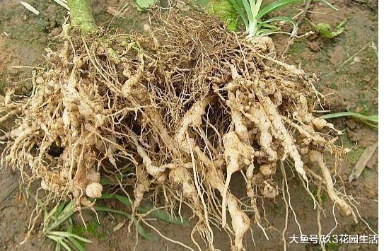 家庭养花中常见的植物病害(三)