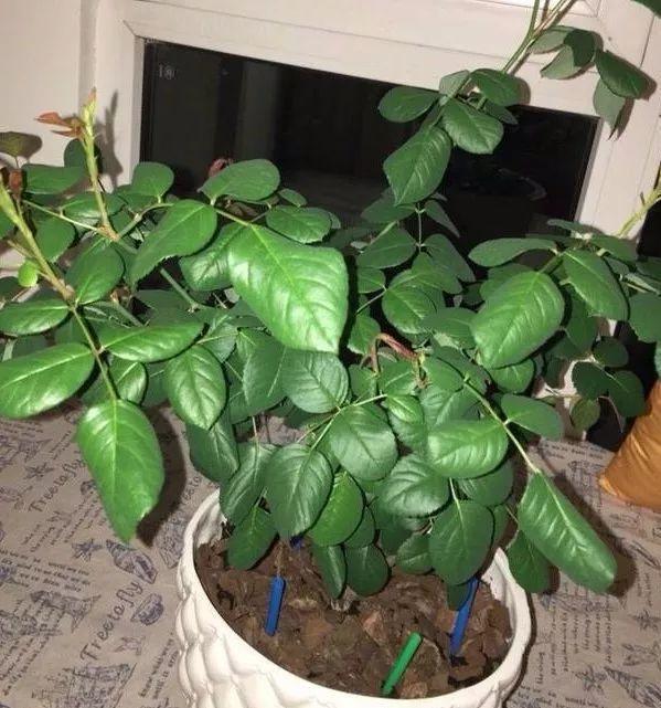 1根小吸管, 土壤板结再也看不见, 彻底解决黄叶烂根问题!