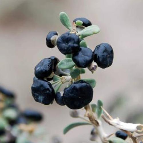 血管堵塞不用慌, 多吃这几种碱性食物, 疏通血管远离心血管疾病!