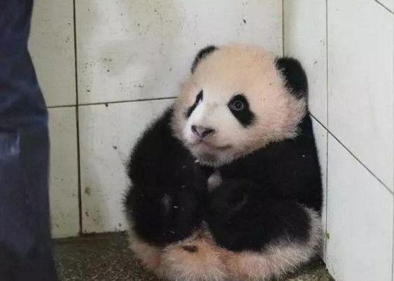 熊猫宝宝总是捣乱, 被清洁阿姨放在角落, 可怜的表情让人萌化了
