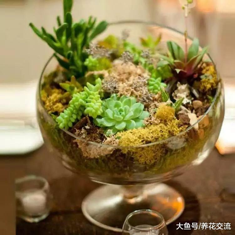 用普通的陶盆打造一个室内多肉植物小景观, 新手也能制作