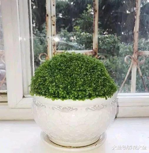 婆婆买了1盆花, 公公非说是香菜要给吃了, 拦都拦不住!