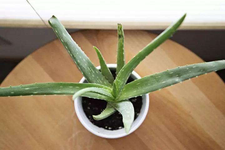 植物的17个反映, 是不是养花老司机一眼就看出来啦!
