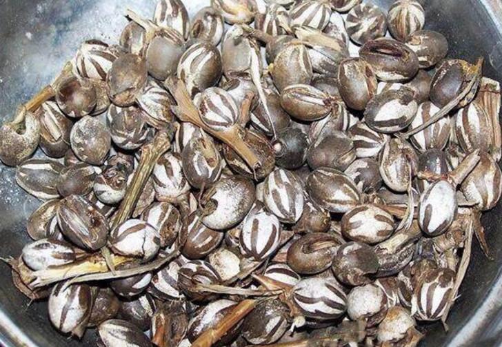 农村人人讨厌的害虫, 城里人口中的美食! 这样的食材, 你见过吗?