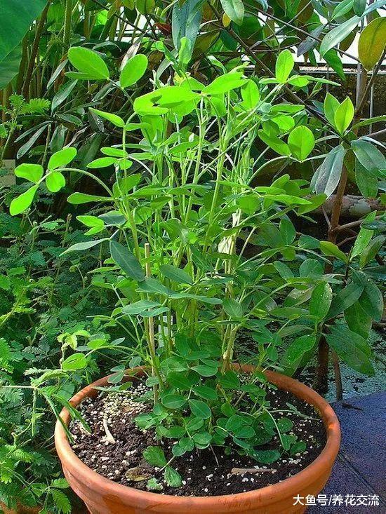 养在花盆里特别好看的5种块根蔬菜, 比吊兰、富贵竹好看多了