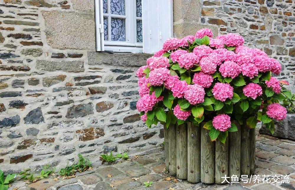 没养过花的朋友都养不死的7种植物, 耐养的盆栽就选它们