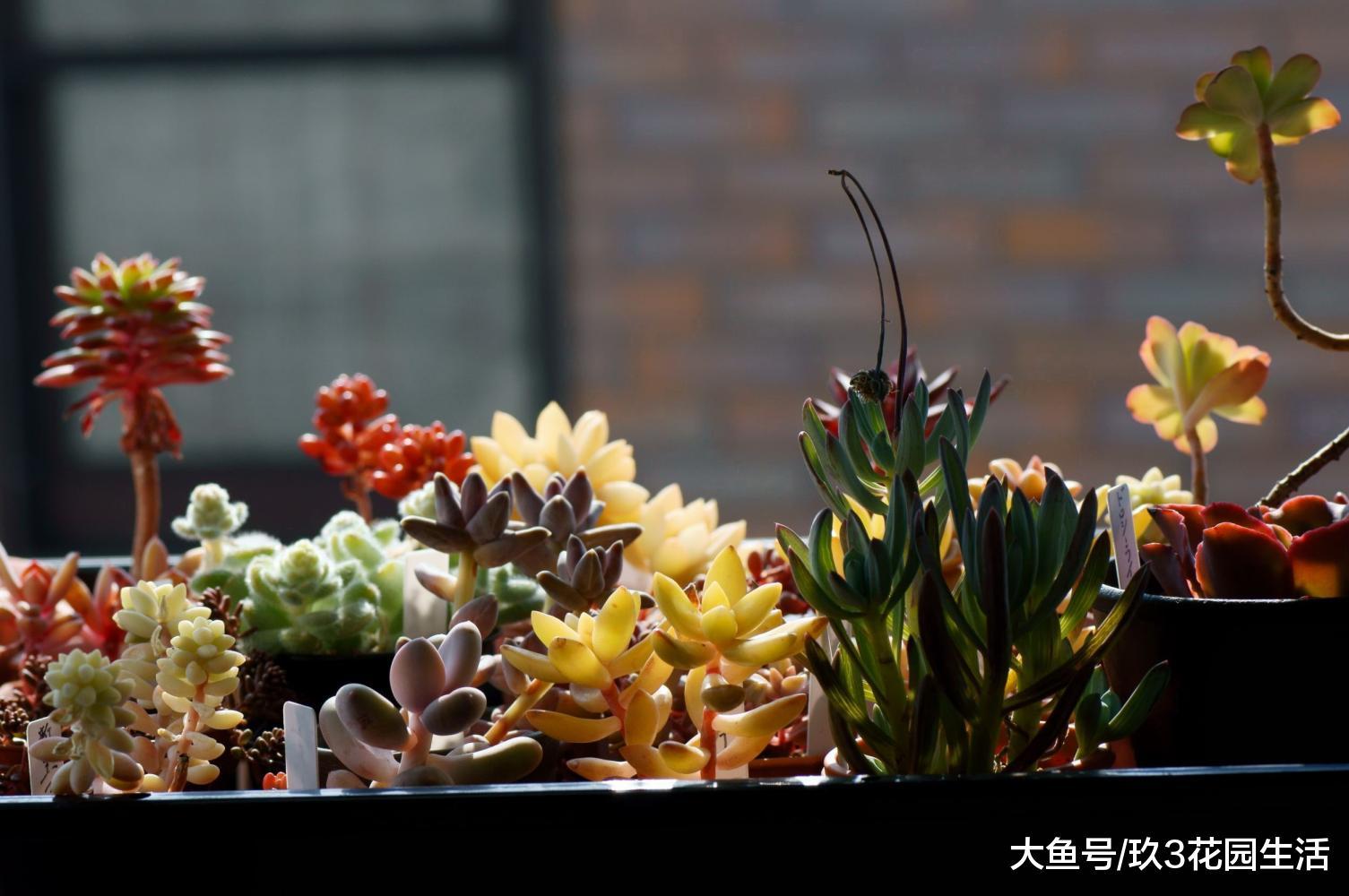 手把手踹你走近多肉植物的世界