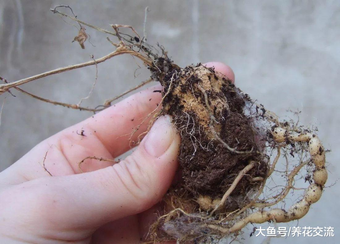 在阳台上种出拇指大的小西瓜, 吃起来却是都是黄瓜味的