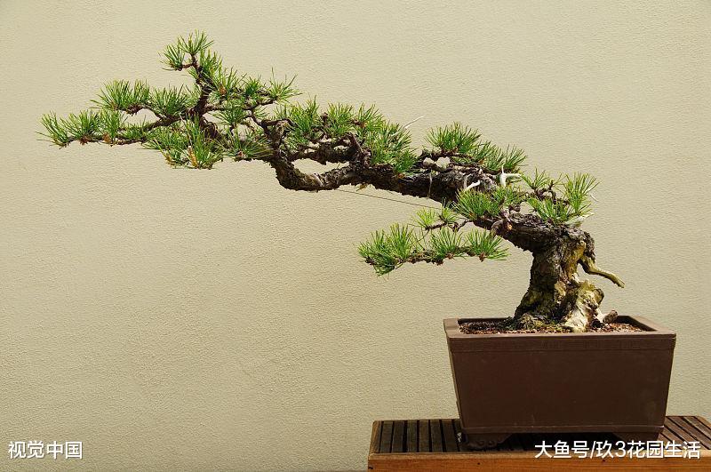 家居养花之盆景的立意构思