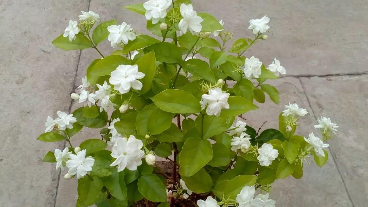 闻过这8种花香之后, 就再也不想种其他的花卉了