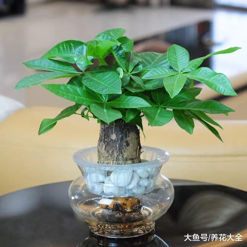 半死不活的花扔水里, 马上精神抖擞