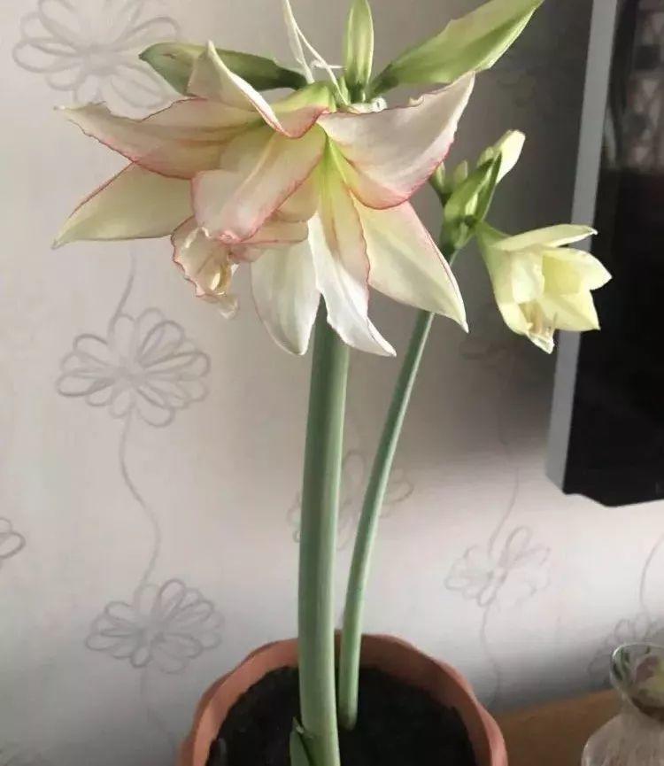 6种洋气的年宵花, 养一盆招财纳福