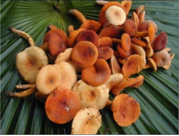 这些农村稀罕的野味, 第三个很多人没见过, 最后一个花钱也难买到