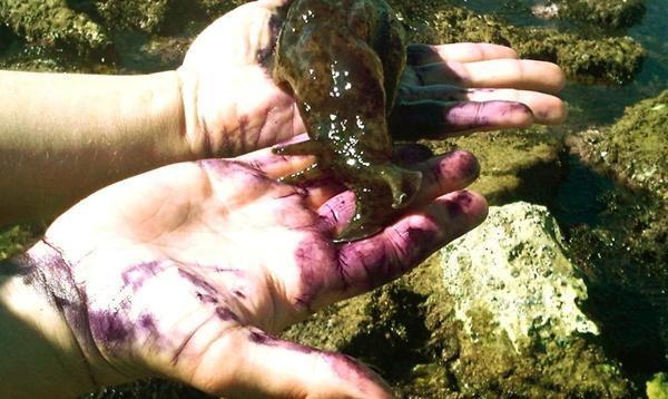 女子海边发现黑紫色团状物, 捡起一看就不高兴了