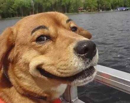 千万不要随便给你家狗狗画眉