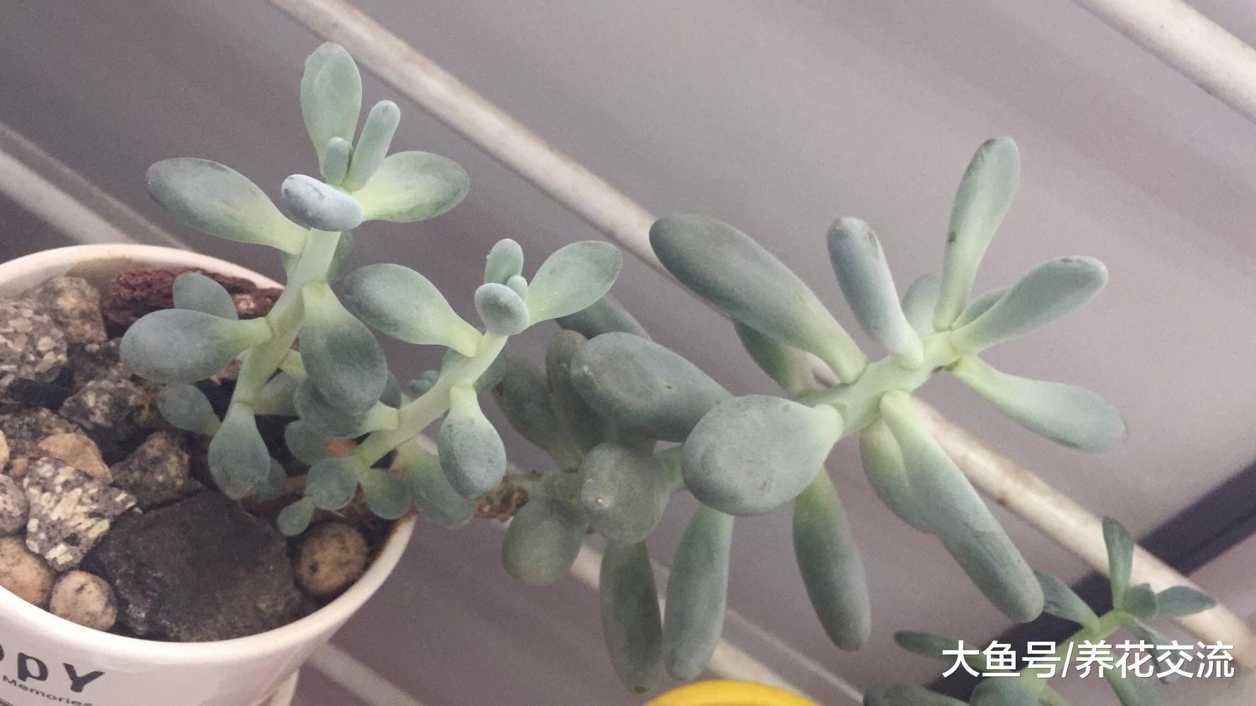 养多肉植物真的很害怕这个蚧壳虫