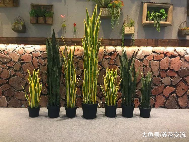 没想到虎皮兰的花朵是臭臭的, 剪片叶子就能生根, 繁殖也太简单了