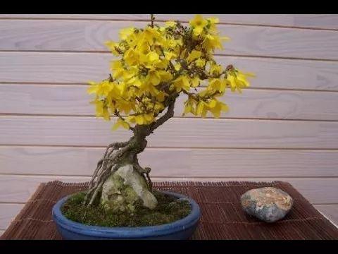 这些花养在花盆里, 养10多年后越来越好看, 变价值不菲的盆景