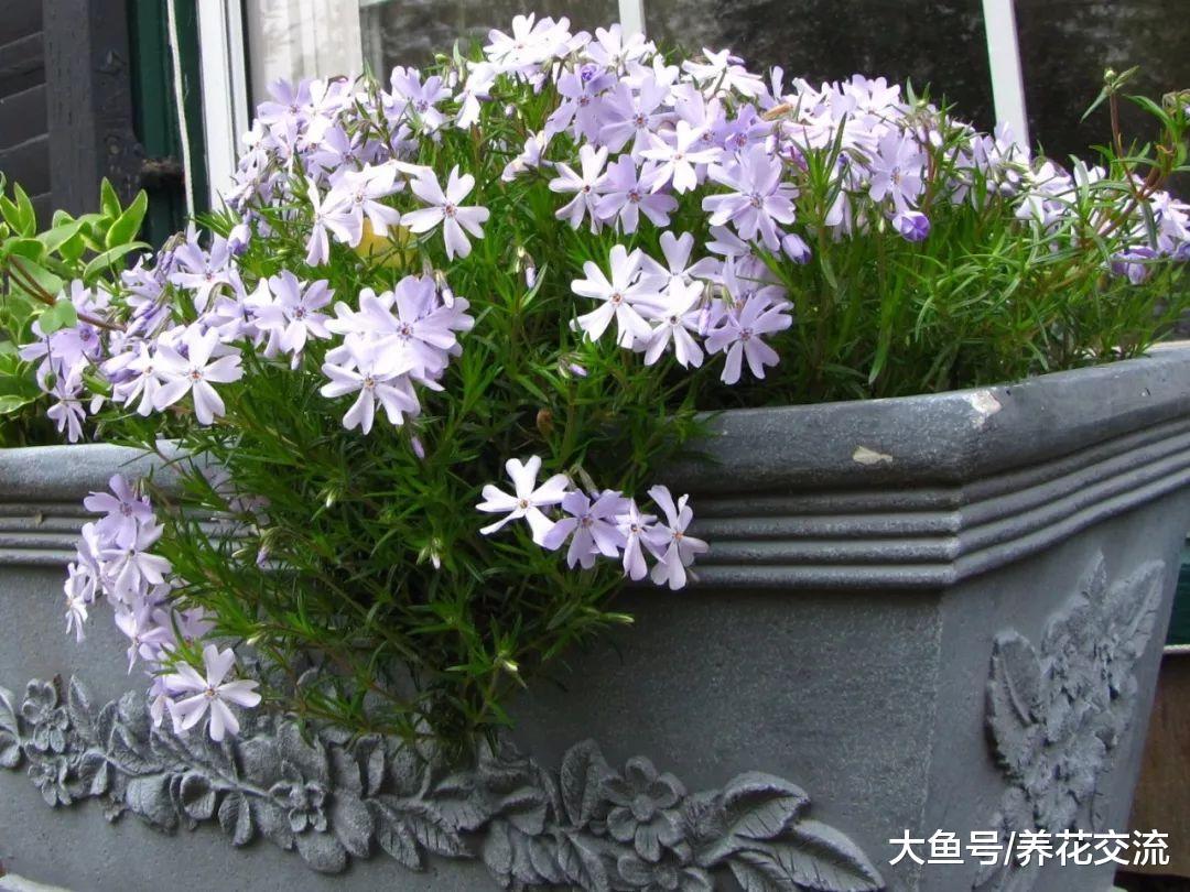 花盆种上这4种低矮的植物, 开花前后的观赏性差了一个天地