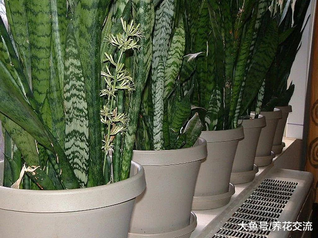没想到虎皮兰的花朵是臭臭的, 剪片叶子就能生根, 繁殖也太简单了