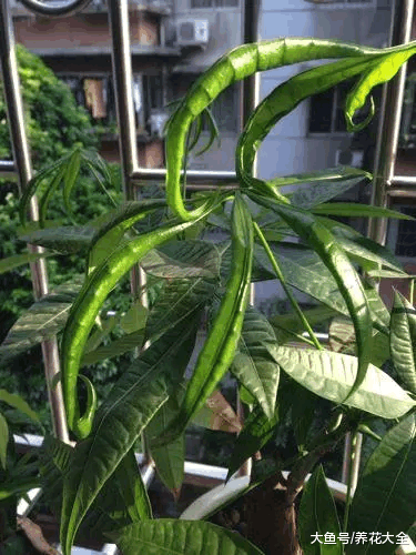 发财树叶子总打卷, 不是招虫就是缺肥!