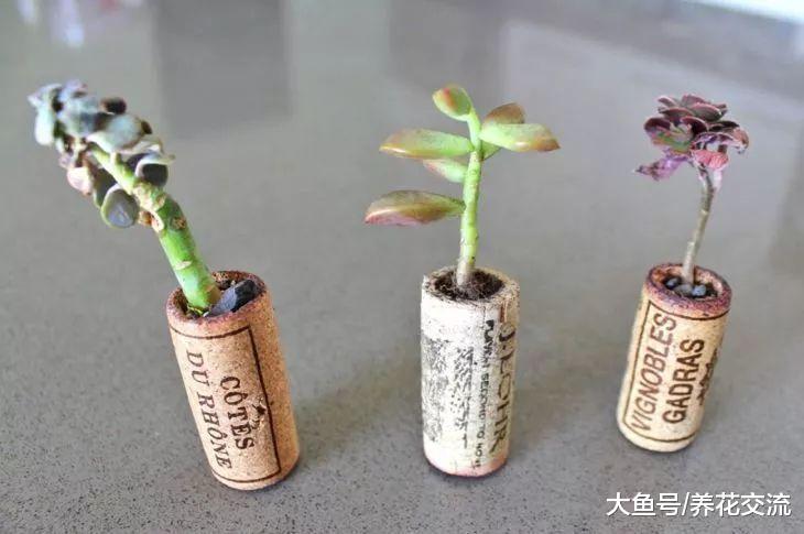 废弃的红酒瓶软木塞直接扔了? 花友把它捡回来, DIY精致的盆栽