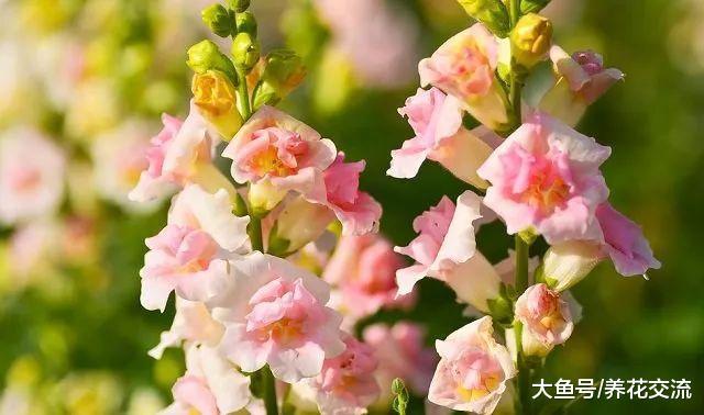 养花的时候做好这11点, 就能让你的花卉连续不断地开花