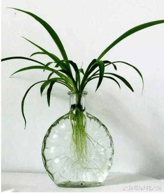 水培瓶里放铁钉, 富贵竹再也不黄叶! 一年都油油!