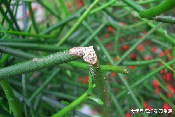 植物的奥秘走近“石油”植物之谜