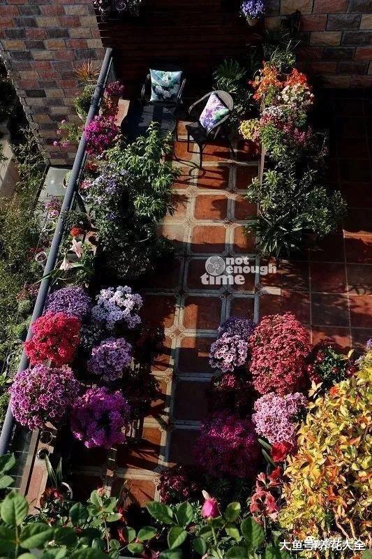 家里的屋顶上种上花, 花一开, 美若一片花海!